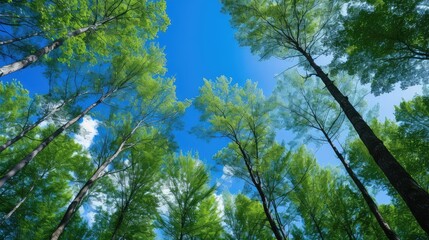 Wall Mural - beauty blue sky trees