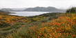 Field of Golden poppy flowers in Antelope Valley, California.