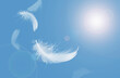 Abstract White Bird Feathers Floating in A Blue Sky. Softness of Feathers Falling in Heavenly.
