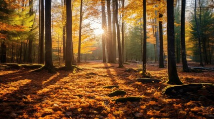 Wall Mural - golden fall light