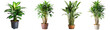 set of tropical house plant dumb canes in pot - ornamental plants, indoor decorative plants isolated on transparent background