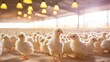 feed hatchery chicken farm