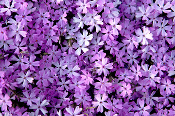 Canvas Print - Moss Phlox