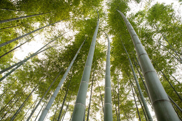 Canvas Print - a bamboo grove