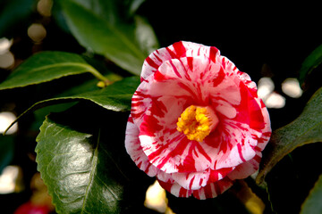 Canvas Print - red camellia flower