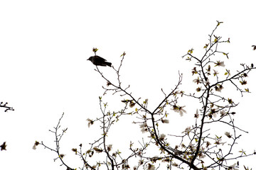 Canvas Print - magnolia flowers and brown-eared bulbul