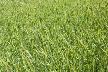 Poster - a barley field in April