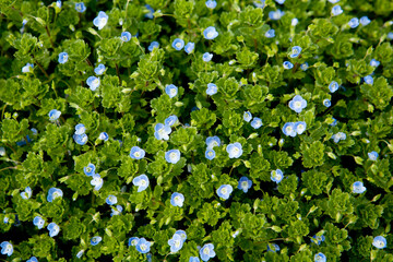 Canvas Print - bird's eye flowers