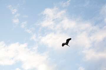 Sticker - bird in flight