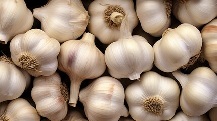 Canvas Print - row plant garlic fresh