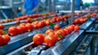 Factory for the production of tomato sauce and ketchup