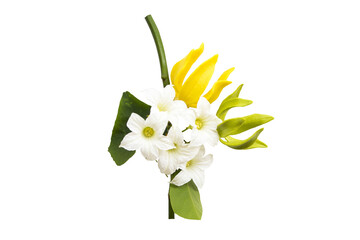 Wall Mural - yellow flowers ylang ylang local flora arrangement flat lay postcard style 