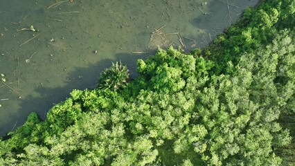 Wall Mural - Aerial view video top down Drone fly over swamp or lake in beautiful sunrise or sunset sky, Amazing nature view in the morning at Klong root lake Krabi Thailand