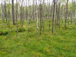 Beautiful nature scenery of bright green swamp covered in moss. Latvia, Europe