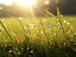 a close up of grass with water drops