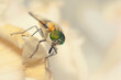 A flower-feeding march fly (Scaptia auriflua) on a rose petal