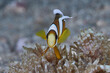 Amphiprion tricinctus three-band anemonefish symbiotic phenomenon with sea anemone