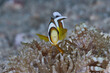 Amphiprion tricinctus three-band anemonefish symbiotic phenomenon with sea anemone