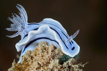 Chromodoris willani Willan's sea slug nudibranch