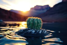 A Cactus Growing On A Rock In Water