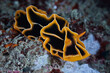 Reticulidia halgerda sea slug nudibranch