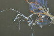 Caprellidae skeleton shrimps amphipods ghost shrimps