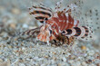 Dendrochirus zebra zebra turkeyfish zebra lionfish