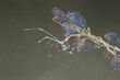 Caprellidae skeleton shrimps amphipods ghost shrimps