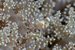 Periclimenes brevicarpalis glass anemone shrimp or peacock-tail anemone shrimp