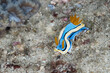Chromodoris annae  Anna's magnificent sea slug nudibranch