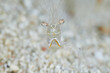 Palaemon elegans rockpool shrimp macro portrait