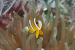 Orange-fin anemonefish Amphiprion chrysopterus clown fish