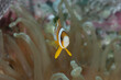 Orange-fin anemonefish Amphiprion chrysopterus clown fish