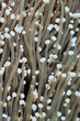 Euphyllia glabrescens soft coral species