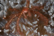 Achaeus japonicus orangutan crab macro portrait