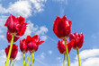 Red fringed tulips against a blue sky