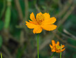 Yellow Thai Cosmos or Mexican aster flower and blur green leaves background
