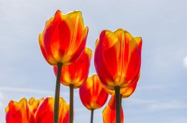 Wall Mural - Vibrant yellow and red tulips in the spring