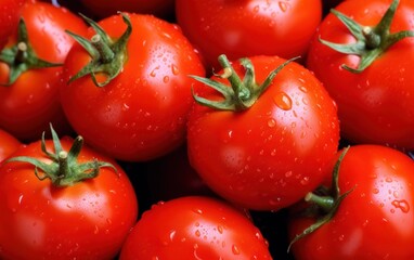 Wall Mural - Fresh wet tomatoes close up with water drops