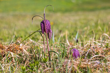 Wall Mural - Blooming Fritillaria meleagris on a grass meadow