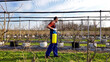 Farmer using pesticide, insecticide and herbicide sprayer sprinkler in an blueberries farm outdoors in springtime, before blooming.