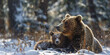Adorable brown bear cub, snow-kissed forest joy