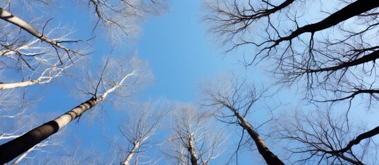 Poster - Tall trees devoid of leaves stand together in a dense forest as the view looks up towards the sky