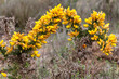 Ulex europaeus. Thorny gorse bush with yellow flowers.