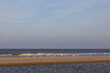 A flock of seagulls standing on the beach close to the waterline