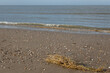 A bunch of marram grass lies on the sand with many seashells near to the water line of the North sea