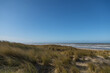 A dune landscape in the sun with marram grass  (Ammophila arenaria) in front of the coastline of the Dutch North sea