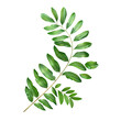 A single green leaf isolated on a Transparent Background