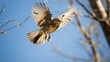 wings yellow rumped warbler