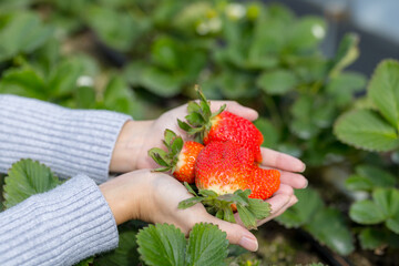 Sticker - Hand hold with the fresh strawberry in the garden